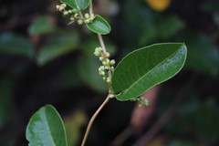 Muehlenbeckia tamnifolia