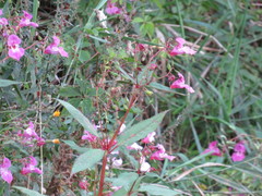 Impatiens glandulifera