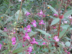Impatiens glandulifera