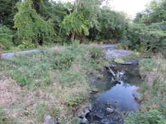 Impatiens glandulifera