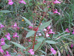 Impatiens glandulifera