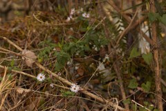 Ampelaster carolinianus