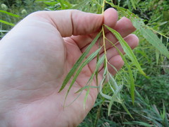 Salix interior