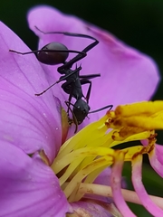Polyrhachis abdominalis