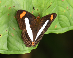 Adelpha iphiclus iphiclus