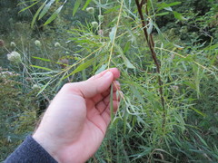 Salix interior