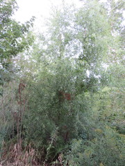 Salix amygdaloides