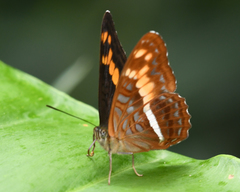 Adelpha olynthia