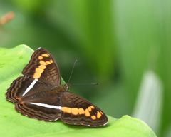 Adelpha olynthia