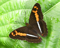 Adelpha olynthia