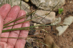 Fimbristylis vaginata