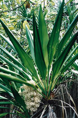 Cordyline neocaledonica