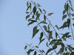 Salix amygdaloides