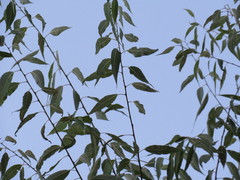 Salix amygdaloides