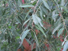 Salix amygdaloides
