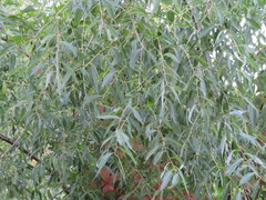 Salix amygdaloides