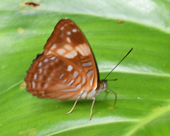Adelpha zina irma