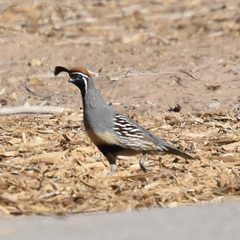 Callipepla gambelii