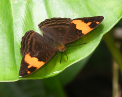 Adelpha zina irma