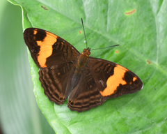 Adelpha zina irma