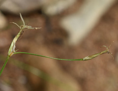Fimbristylis vaginata