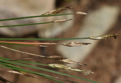 Fimbristylis vaginata