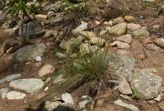 Fimbristylis vaginata