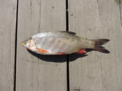 Leuciscus idus idus sibiricus