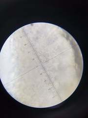 Myriolecis semipallida