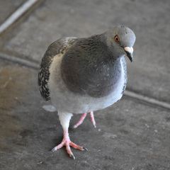Columba livia domestica