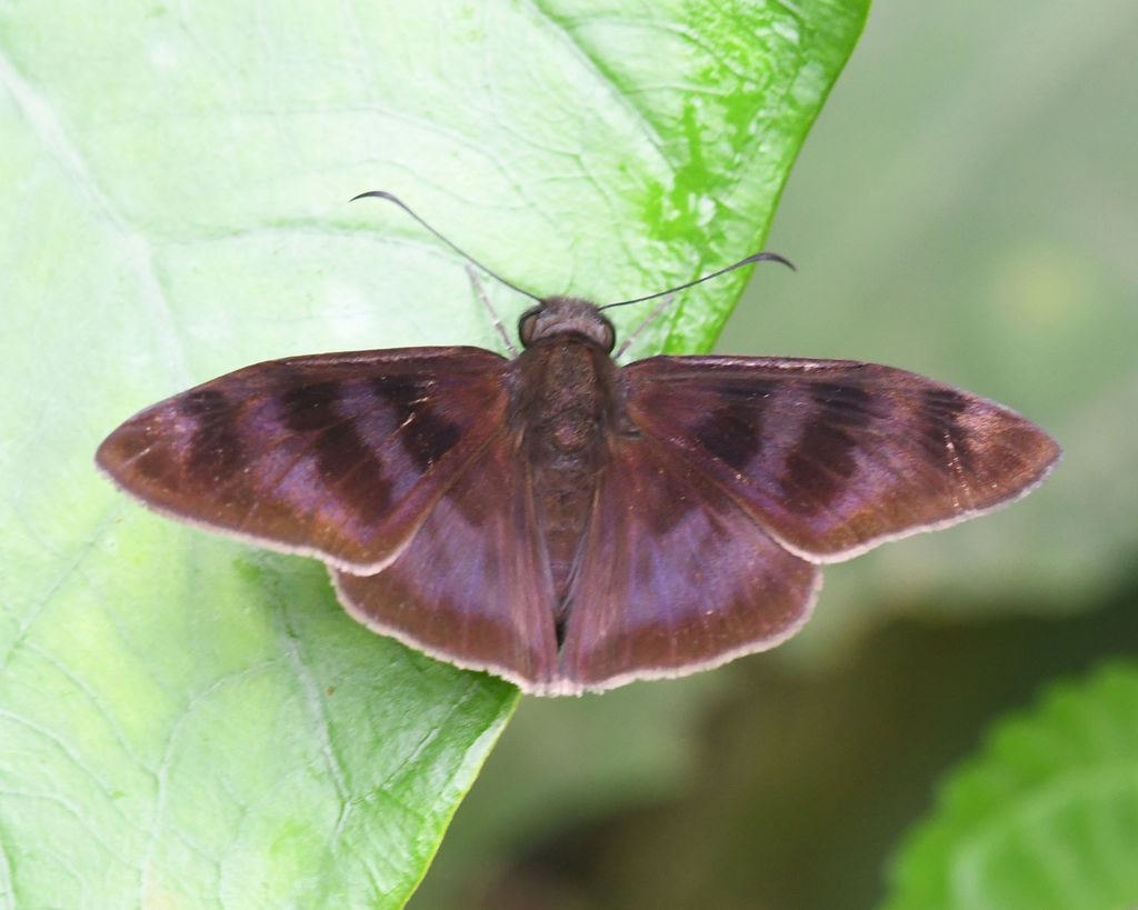 Anastrus obliqua