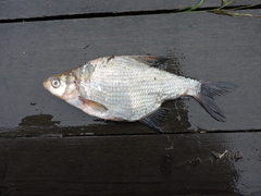 Abramis brama orientalis