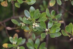 Baccharis macrantha