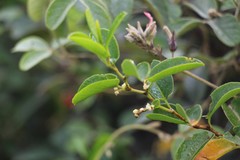 Muehlenbeckia tamnifolia