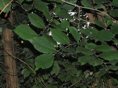 Ulmus americana