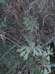 Anemonastrum canadense