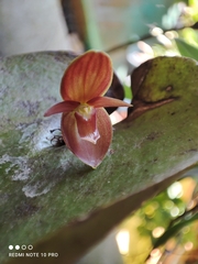 Pleurothallis cardiothallis
