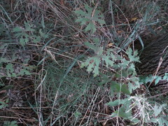 Anemonastrum canadense