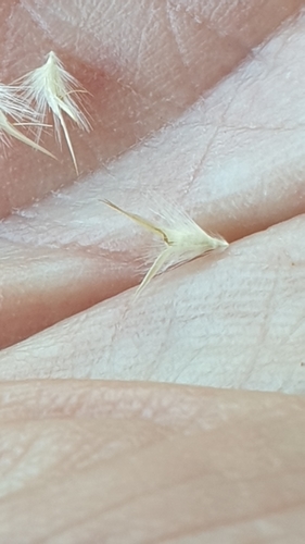 Image of Rytidosperma geniculatum by (c) Rosalie Lawrence, some rights reserved (CC BY)