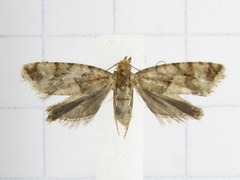 Zeiraphera canadensis