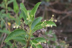 Lippia hirsuta