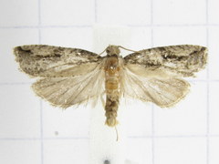 Proteoteras crescentana