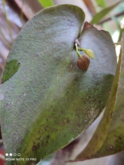 Pleurothallis cardiothallis