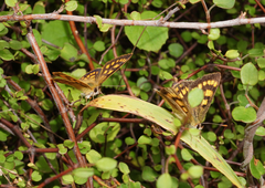 Lycaena enysii