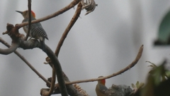 Melanerpes aurifrons