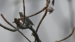 Melanerpes aurifrons