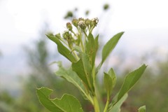 Verbesina centroboyacana