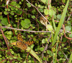 Lycaena enysii
