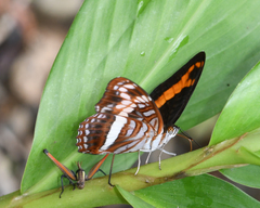 Adelpha sichaeus