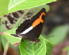 Adelpha sichaeus